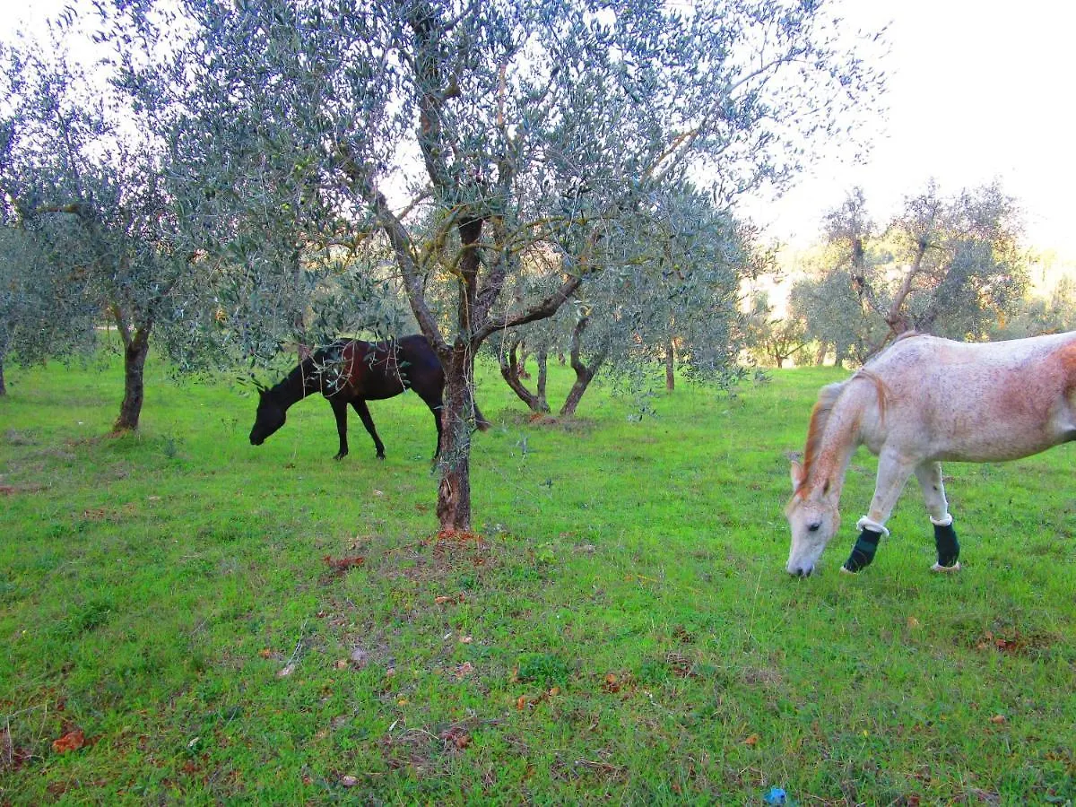 Il Mandorlo Di Monteriggioni Lejlighed 0*,  Italien